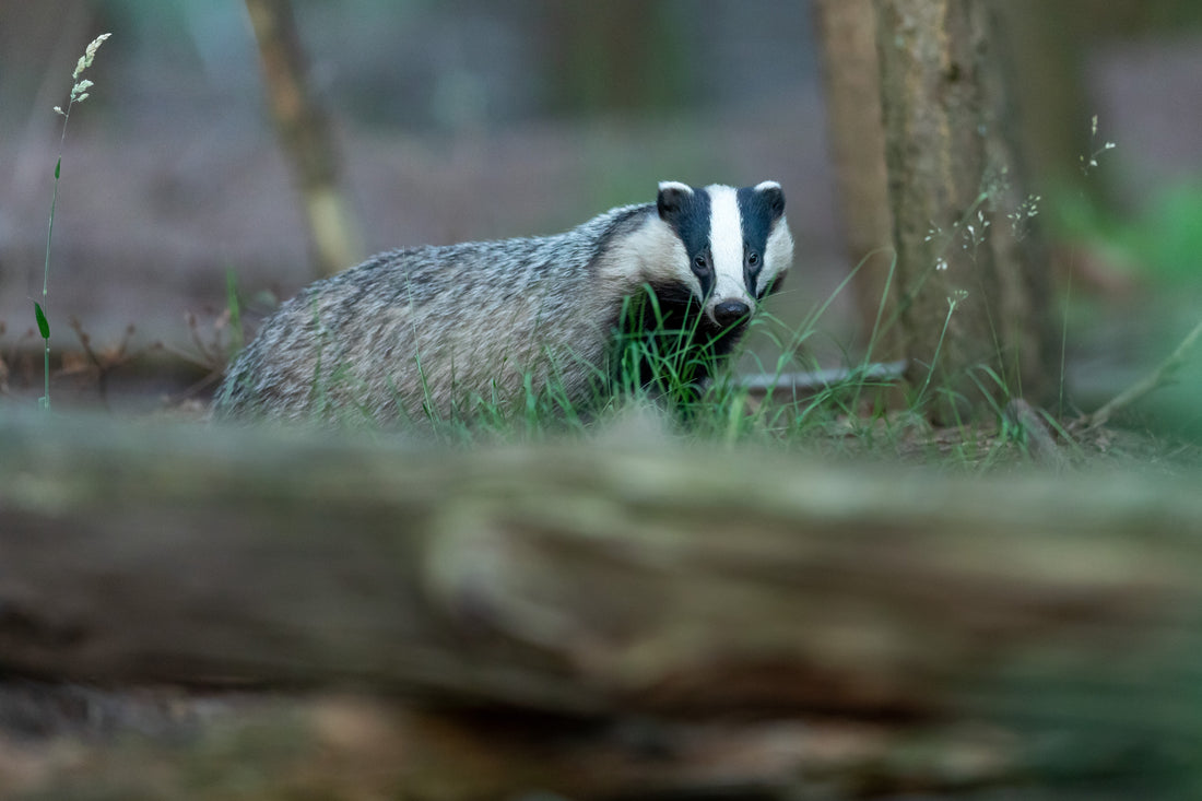 wet shaving badger brush